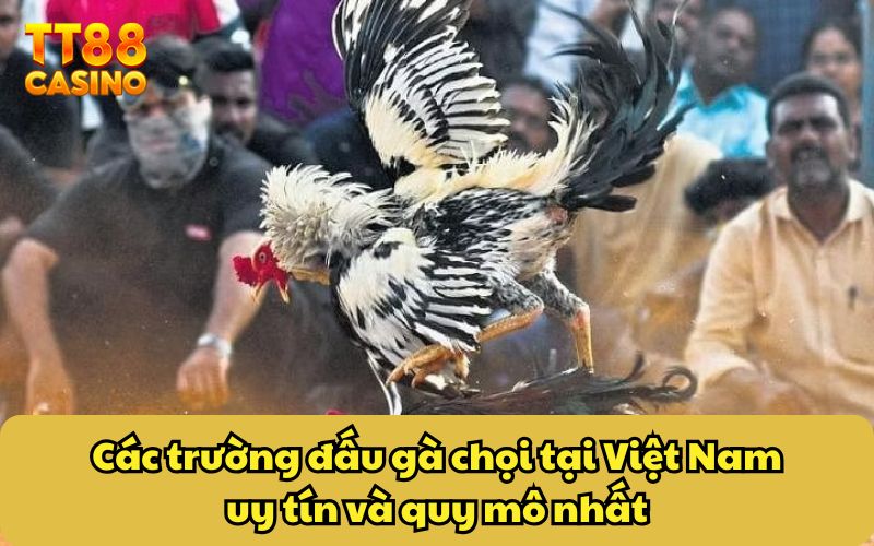 Trường Gà Đá Tại Việt Nam - Sức Hút Của Những Trận Chiến 4 Các trường đấu gà chọi tại Việt Nam uy tín và quy mô nhất