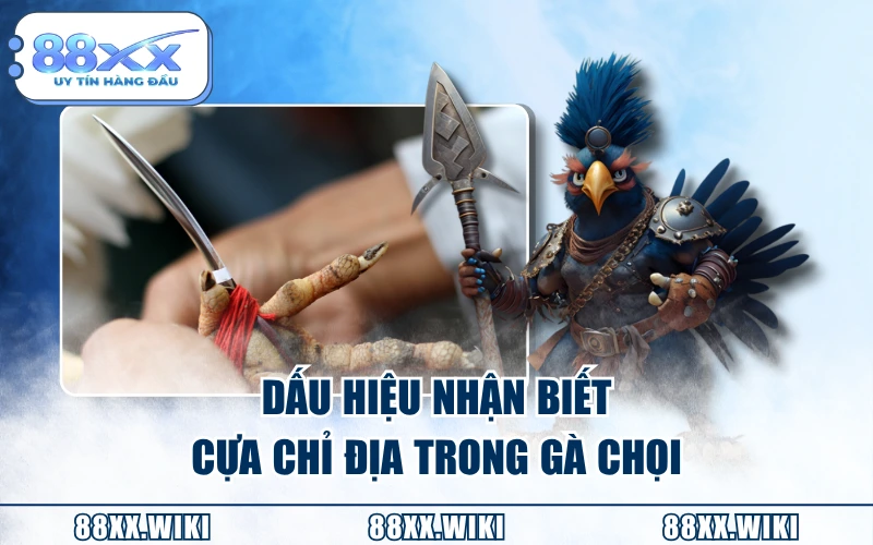 Dấu hiệu nhận biết cựa chỉ địa trong gà chọi
