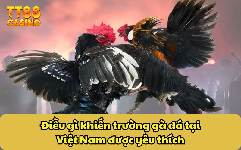 Trường Gà Đá Tại Việt Nam - Sức Hút Của Những Trận Chiến 2 Điều gì khiến trường gà đá tại Việt Nam được yêu thích