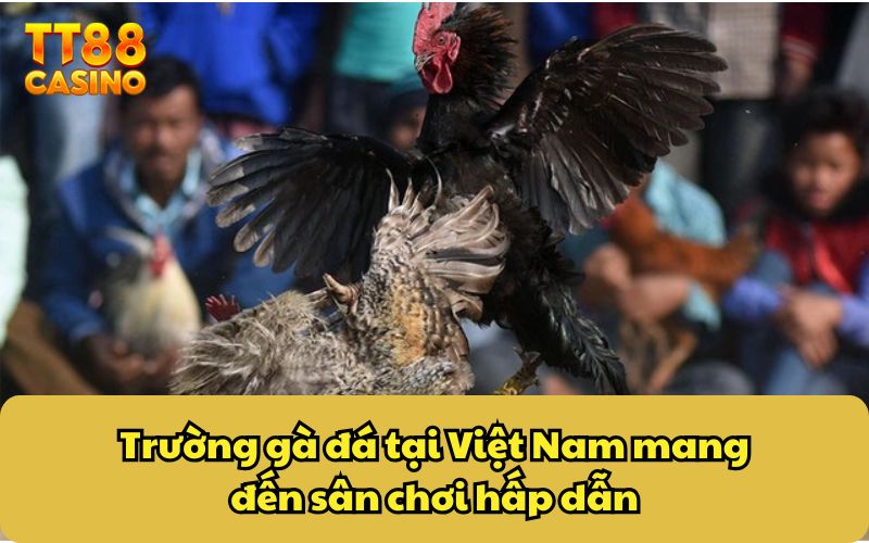 Trường Gà Đá Tại Việt Nam - Sức Hút Của Những Trận Chiến 3 Trường gà đá tại Việt Nam mang đến sân chơi hấp dẫn